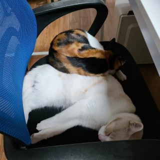 公司的小猫们mmexport1741230246306.jpg