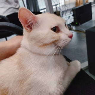 公司的小猫们img_20250328_180129.jpg