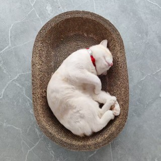 公司的小猫们mmexport1748171056993.jpg