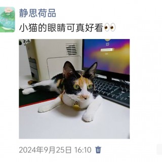 公司的小猫们img_20250305_174224.jpg