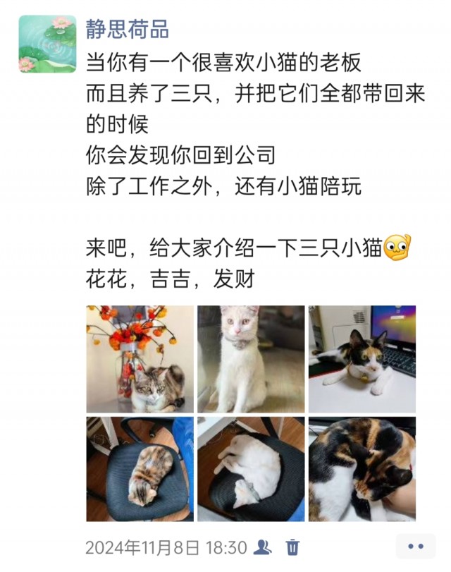 公司的小猫们img_20250306_102624.jpg