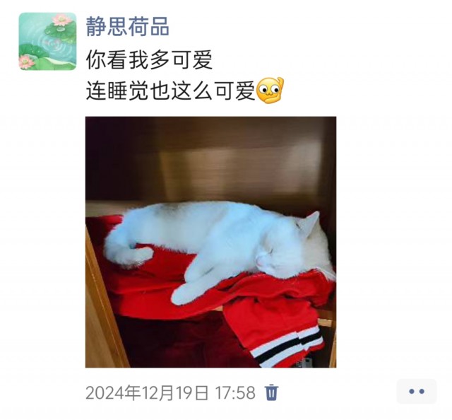 公司的小猫们img_20250306_112420.jpg