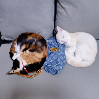 公司的小猫们mmexport1741167559616.jpg
