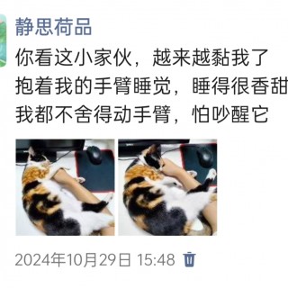 公司的小猫们img_20250306_095311.jpg