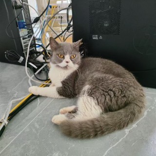 公司的小猫们mmexport1748171106649.jpg