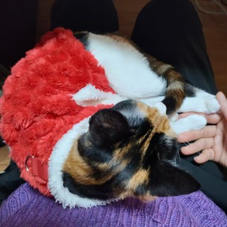 公司的小猫们mmexport1741232364757.jpg