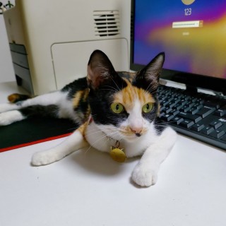 公司的小猫们mmexport1741167698861.jpg