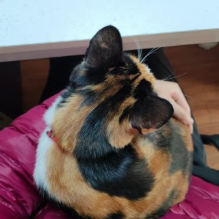 公司的小猫们mmexport1741232593753.jpg
