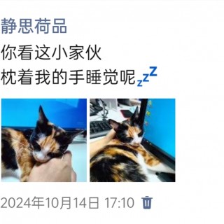 公司的小猫们img_20250306_094751.jpg