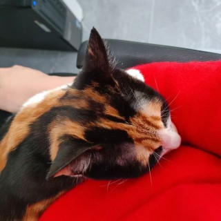 公司的小猫们mmexport1743675357891.jpg