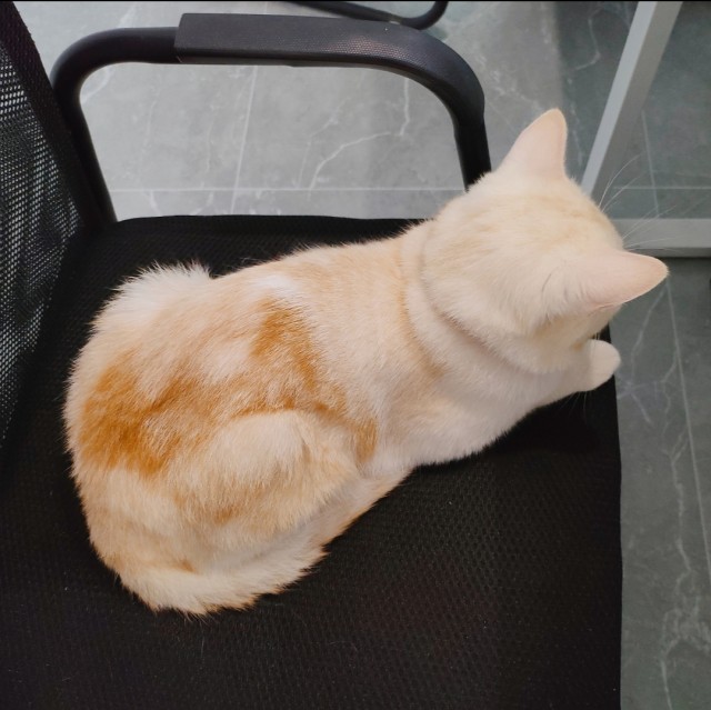 公司的小猫们img_20250401_192215.jpg