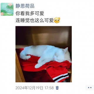 公司的小猫们img_20250306_112420.jpg