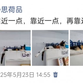 公司的小猫们img_20250525_190639.jpg