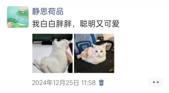 公司的小猫们img_20250306_113807.jpg