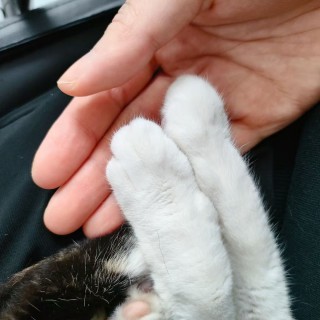 公司的小猫们mmexport1745727086934.jpg