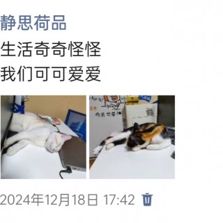 公司的小猫们img_20250306_111942.jpg
