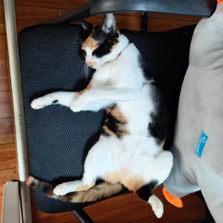 公司的小猫们mmexport1741225818885.jpg