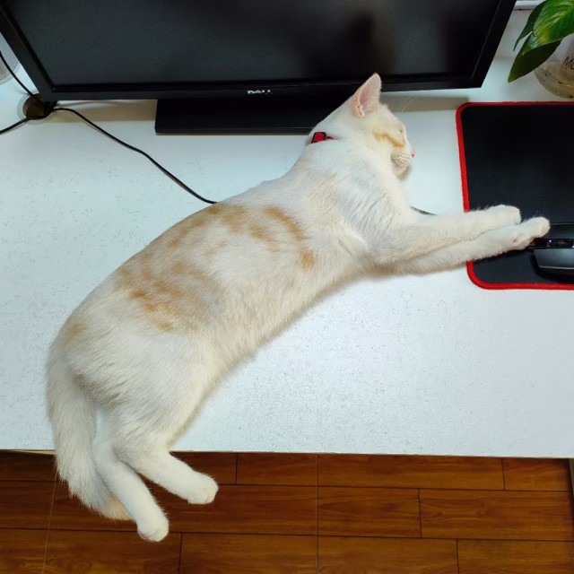 公司的小猫们mmexport1741229777382.jpg