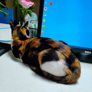 公司的小猫们mmexport1741167719477.jpg