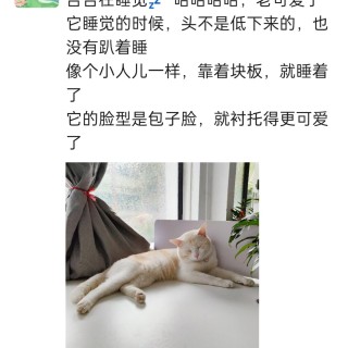 公司的小猫们img_20250408_151424.jpg