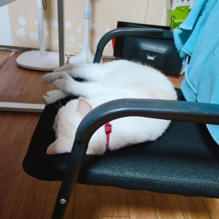 公司的小猫们mmexport1741242496003.jpg
