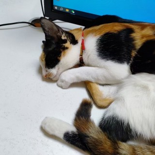 公司的小猫们mmexport1741167979782.jpg