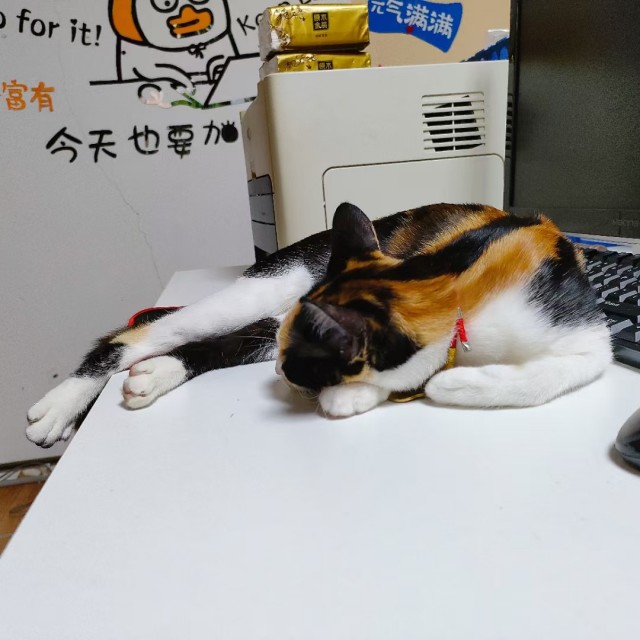 公司的小猫们mmexport1741230428079.jpg