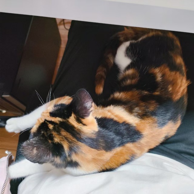 公司的小猫们mmexport1741167265438.jpg