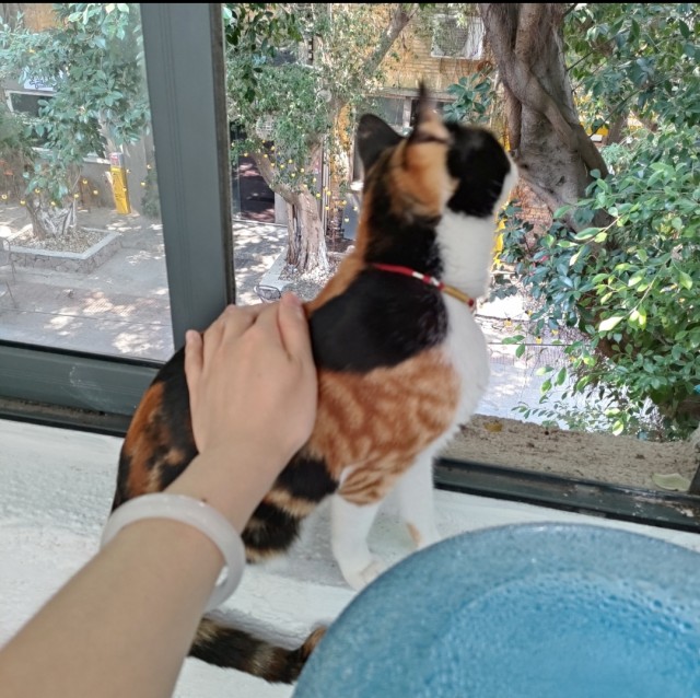 公司的小猫们img_20250326_181713.jpg