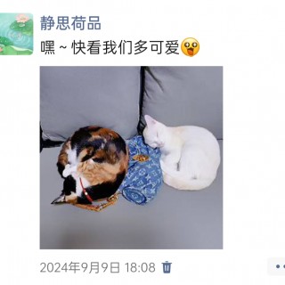公司的小猫们img_20250305_174005.jpg