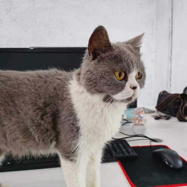 公司的小猫们mmexport1747303787767.jpg