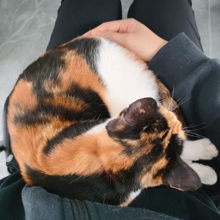 公司的小猫们mmexport1745727083668.jpg