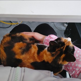 公司的小猫们img_20250331_180349.jpg