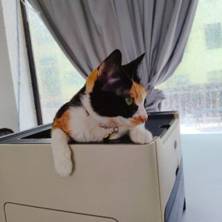 公司的小猫们mmexport1748171112397.jpg