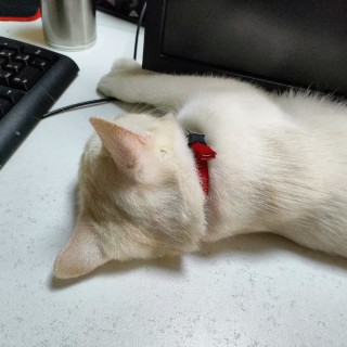 公司的小猫们mmexport1741229637685.jpg