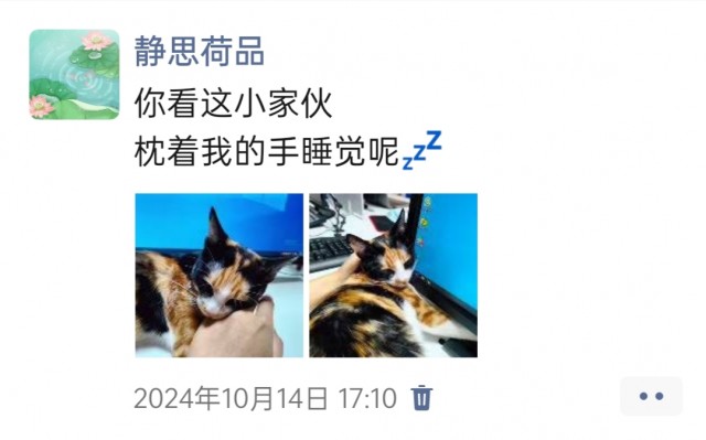 公司的小猫们img_20250306_094751.jpg