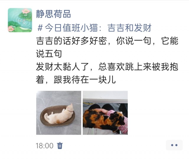 公司的小猫们img_20250331_180906.jpg