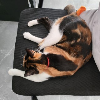 公司的小猫们img_20250326_181513.jpg
