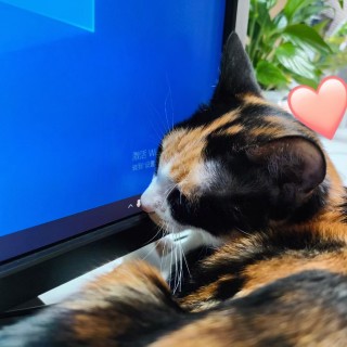 公司的小猫们mmexport1741166844933.jpg