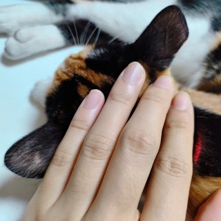 公司的小猫们mmexport1741167424056.jpg
