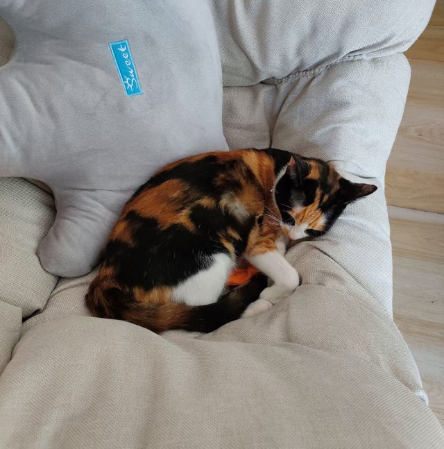 公司的小猫们mmexport1741167332247.jpg