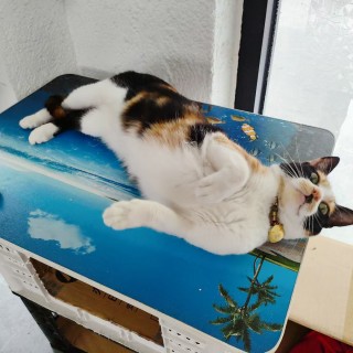 公司的小猫们mmexport1744255998984.jpg
