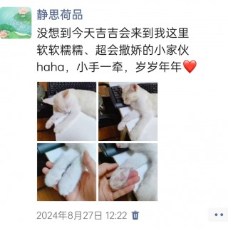 公司的小猫们img_20250305_173249.jpg