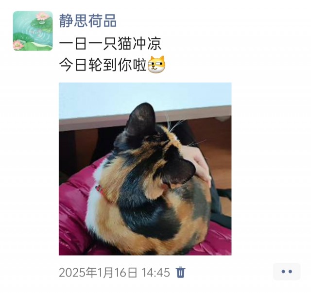 公司的小猫们img_20250306_115407.jpg
