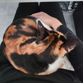 公司的小猫们mmexport1744021080618.jpg