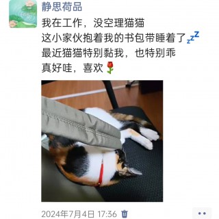 公司的小猫们img_20250305_171051.jpg
