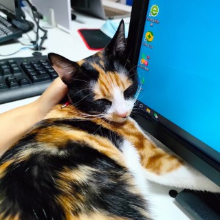 公司的小猫们mmexport1741225653653.jpg