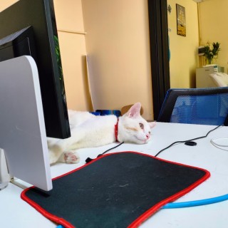 公司的小猫们mmexport1741225695104.jpg