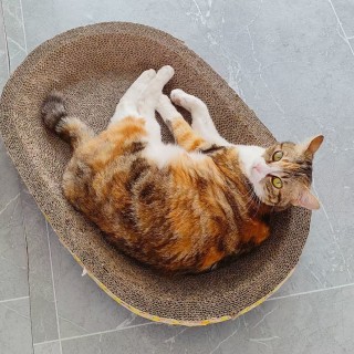 公司的小猫们mmexport1744882226959.jpg