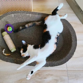 公司的小猫们mmexport1741166561330.jpg
